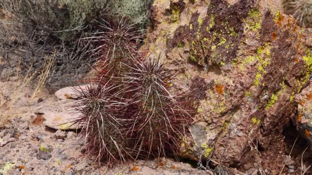 Αριζόνα Κάκτοι Κάκτος Σκαντζόχοιρου Του Engelmann Echinocereus Engelmannii — Αρχείο Βίντεο