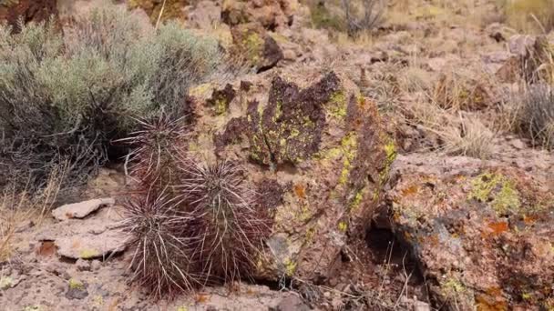 Arizona Cactussen Egelcactus Van Engelmann Echinocereus Engelmannii — Stockvideo