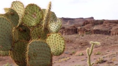 Arizona Kaktüsü. Engelmann dikenli armut, kaktüs elması (Opuntia engelmannii), kışın dağlarda kaktüs.