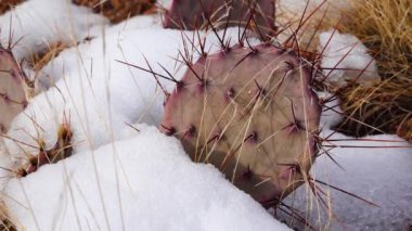 Arizona Kaktüsü. Mor dikenli armut, siyah dikenli bezelye (Opuntia makrocentra), kışın kaktüs dağlarda, yerde kar.