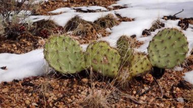 Arizona Kaktüsü. Mor dikenli armut, siyah dikenli bezelye (Opuntia makrocentra), kışın kaktüs dağlarda, yerde kar.