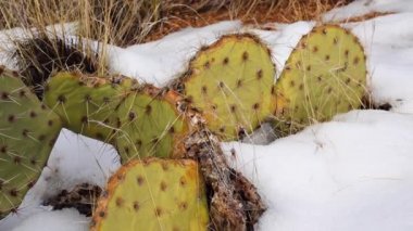 Arizona Kaktüsü. Mor dikenli armut, siyah dikenli bezelye (Opuntia makrocentra), kışın kaktüs dağlarda, yerde kar.