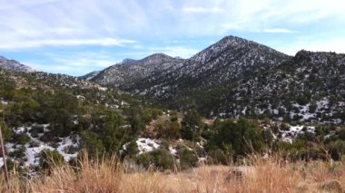 Karda dağlar. Arizona dağlarında dolu yağan bir kar fırtınasının sonuçları. Çöl bitkileri ve kaktüsleri soğuktan muzdariptir.