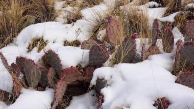 Arizona Kaktüsü. Mor dikenli armut, siyah dikenli bezelye (Opuntia makrocentra), kışın kaktüs dağlarda, yerde kar.