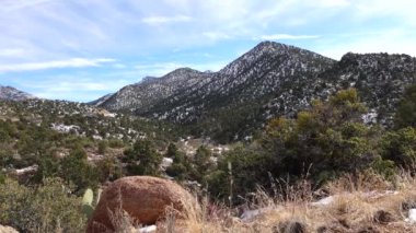 Karda dağlar. Arizona dağlarında dolu yağan bir kar fırtınasının sonuçları. Çöl bitkileri ve kaktüsleri soğuktan muzdariptir.