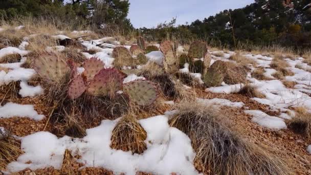 Arizona Cacti Purple Prickly Pear Black Spine Prickly Pea Opuntia — Stock Video