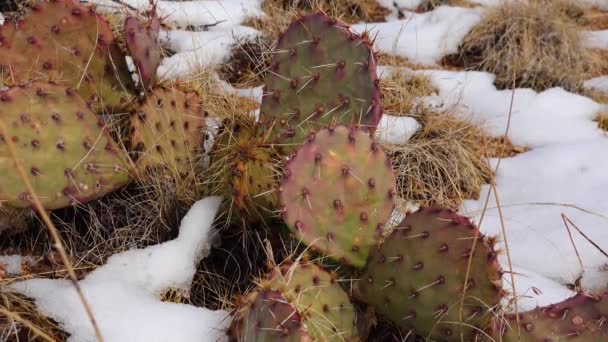 アリゾナ サボテン 紫紅色の梨 黒い背骨のとげのあるエンドウ豆 Opuntia Macrocentra 山の冬のサボテン 地面の雪 — ストック動画