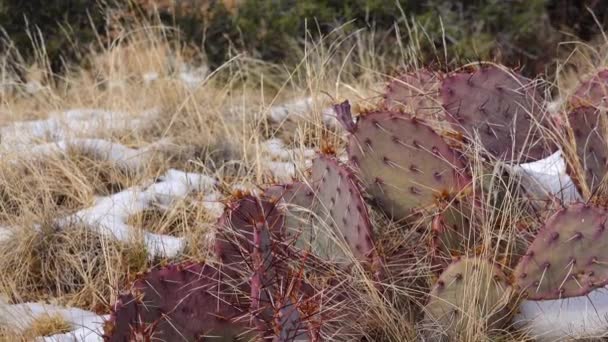 Arizona Cacti Fialová Pichlavá Hruška Černý Hrachor Opuntia Macrocentra Kaktusy — Stock video