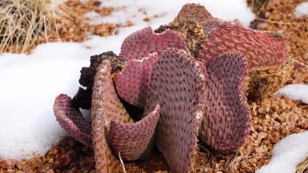 Arizona Cacti Púrpura Pera Espina Dorsal Negra Opuntia Macrocentro Cactus — Vídeos de Stock