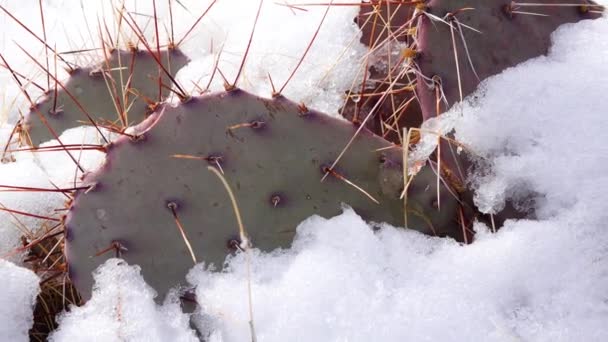 애리조나 보라색 도롱뇽 Opuntia Maccentra 겨울에 산에서 선인장 — 비디오