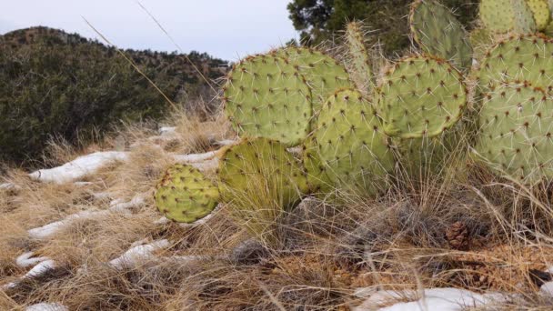 Arizona Cacti Lila Kaktusfeige Schwarze Kaktusfeige Opuntia Macrocentra Kakteen Winter — Stockvideo