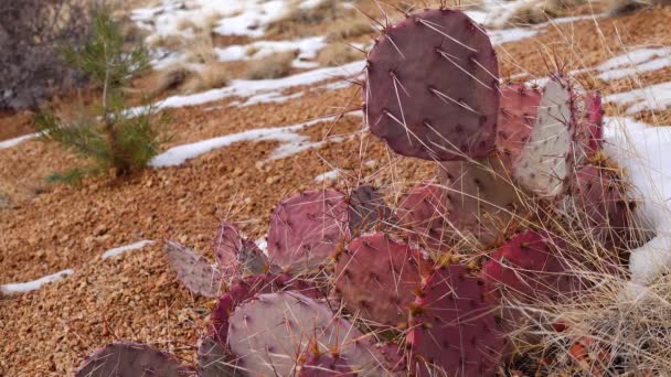 アリゾナ サボテン 紫紅色の梨 黒い背骨のとげのあるエンドウ豆 Opuntia Macrocentra 山の冬のサボテン 地面の雪 — ストック動画