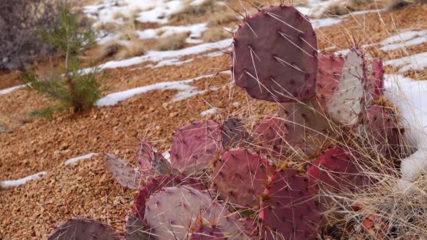 애리조나 보라색 도롱뇽 Opuntia Maccentra 겨울에 산에서 선인장 — 비디오