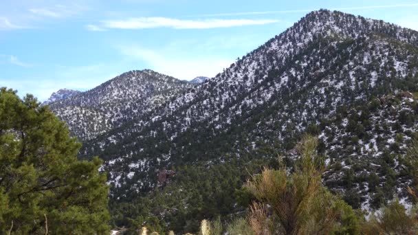 雪の中の山 アリゾナ州の山の中で雹と雪のサイクロンの結果 砂漠の植物やサボテンは寒さに苦しむ — ストック動画