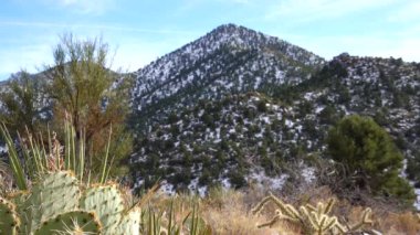Karda dağlar. Arizona dağlarında dolu yağan bir kar fırtınasının sonuçları. Çöl bitkileri ve kaktüsleri soğuktan muzdariptir.