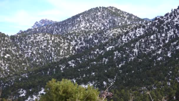 雪の中の山 アリゾナ州の山の中で雹と雪のサイクロンの結果 砂漠の植物やサボテンは寒さに苦しむ — ストック動画