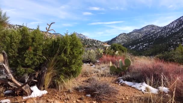 雪の中の山 アリゾナ州の山の中で雹と雪のサイクロンの結果 砂漠の植物やサボテンは寒さに苦しむ — ストック動画