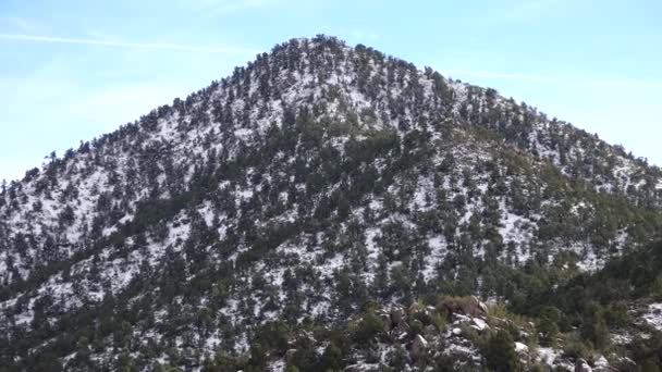 在雪地里的山脉亚利桑那州山区一场暴风雪的后果是冰雹 沙漠植物和仙人掌受寒冷的影响 — 图库视频影像