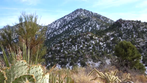 在雪地里的山脉亚利桑那州山区一场暴风雪的后果是冰雹 沙漠植物和仙人掌受寒冷的影响 — 图库视频影像