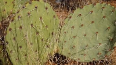 Arizona Kaktüsü. Mor dikenli armut, siyah dikenli bezelye (Opuntia makrocentra), kışın kaktüs dağlarda, yerde kar.