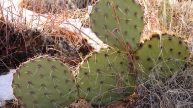 Arizona Kaktüsü. Mor dikenli armut, siyah dikenli bezelye (Opuntia makrocentra), kışın kaktüs dağlarda, yerde kar.