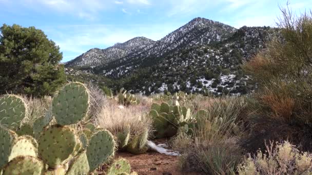 Arizona Cacti Lila Kaktusfeige Schwarze Kaktusfeige Opuntia Macrocentra Kakteen Winter — Stockvideo