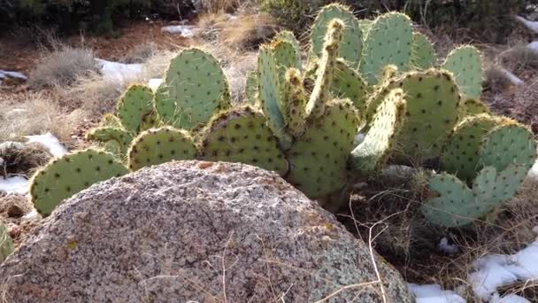 Arizona Kaktusz Lila Tüskés Körte Fekete Gerinc Tüskés Borsó Opuntia — Stock videók