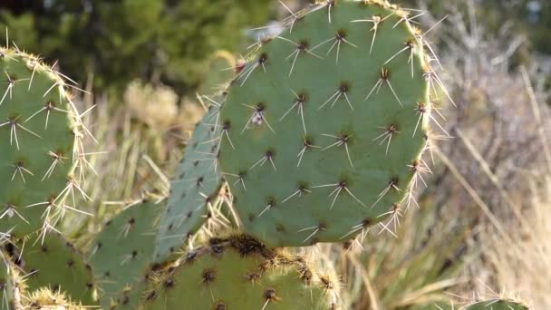 Arizona Cacti Pois Piquant Opuntia Macrocentra Cactus Hiver Dans Les — Video