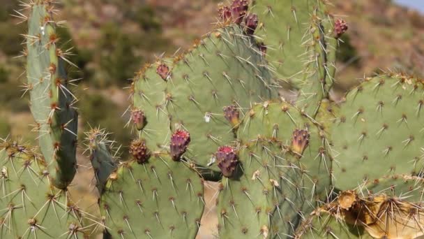 アリゾナ サボテン 紫紅色の梨 黒い背骨のとげのあるエンドウ豆 Opuntia Macrocentra 山の冬のサボテン 地面の雪 — ストック動画