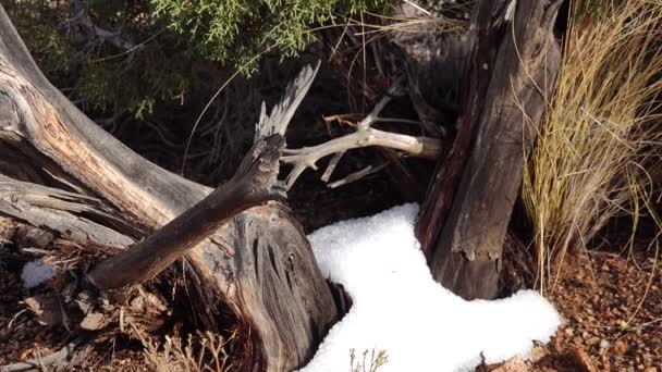 亚历桑那州山上的暴风雪 沙漠植被中的冰雹融化了 — 图库视频影像