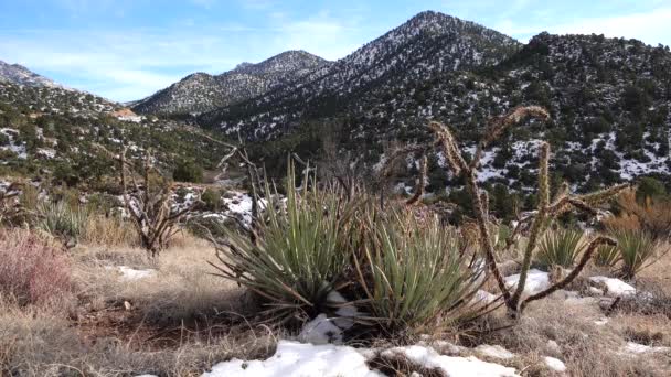 雪の中の山 アリゾナ州の山の中で雹と雪のサイクロンの結果 砂漠の植物やサボテンは寒さに苦しむ — ストック動画
