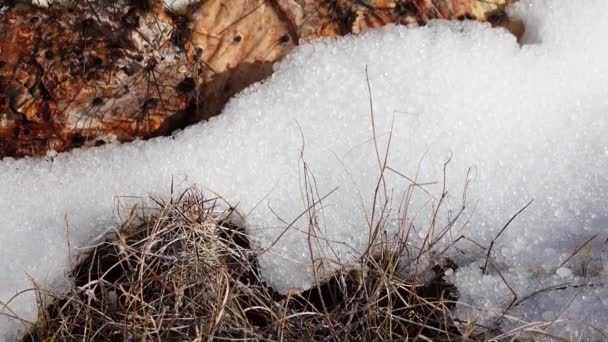 亚历桑那州山上的暴风雪 沙漠植被中的冰雹融化了 — 图库视频影像