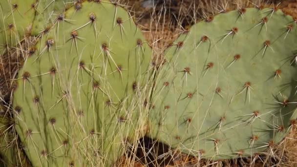 Аризона Какти Фиолетовый Прямоугольный Горошек Черный Шиповник Прямоугольный Горошек Opuntia — стоковое видео