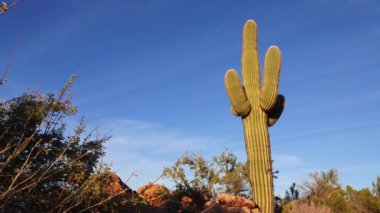 Arizona 'da büyük bir kaktüs mavi gökyüzüne karşı, çöl manzarası. Çölde Saguaro Kaktüsleri (Carnegiea gigantea), ABD