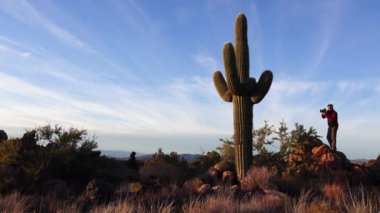 ARIZONA, ABD - 29 Kasım 2019: Büyük kaktüs Arizona 'da mavi gökyüzüne karşı, çöl manzarası. Çölde Saguaro Kaktüsleri (Carnegiea gigantea), ABD