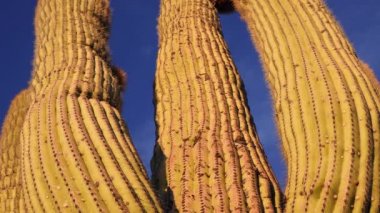 Arizona kaktüsü. Bir Saguaro kaktüs carnegigantia 'sına tabanından bakmak..
