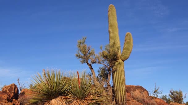 青い空 砂漠の風景に対してアリゾナ州の大きなサボテン アメリカ合衆国の砂漠にあるサガロ サボテン カーネギー ギガンティー — ストック動画