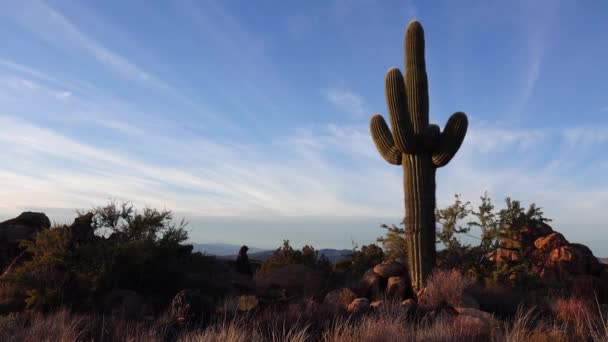 Duże Kaktusy Arizonie Przeciwko Błękitnemu Niebu Pustynny Krajobraz Kaktusy Saguaro — Wideo stockowe