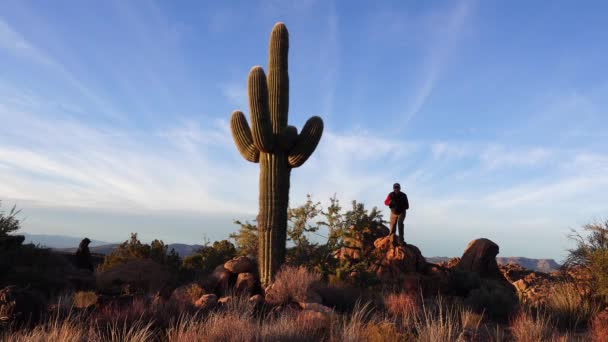 Arizona Usa November 2019 Nagy Kaktuszok Arizonában Kék Sivatagi Táj — Stock videók