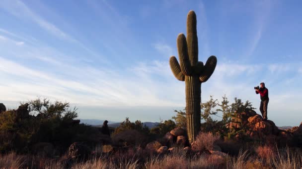 美国阿丽萨纳 2019年11月29日 亚利桑那州的大型仙人掌与蓝天 沙漠景观的对比 美国沙漠中的Saguaro Cactuses — 图库视频影像