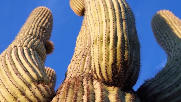 Arizona Kaktüsü Bir Saguaro Kaktüs Carnegigantia Sına Tabanından Bakmak — Stok video