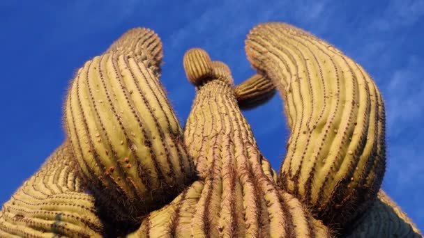 Kaktusy Arizony Widok Patrzący Górę Saguaro Kaktusa Carnegia Gigantia Jego — Wideo stockowe