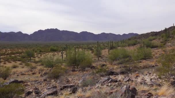 Duże Kaktusy Arizonie Przeciwko Błękitnemu Niebu Pustynny Krajobraz Kaktusy Saguaro — Wideo stockowe