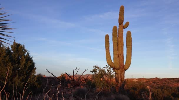 Nagy Kaktuszok Arizonában Kék Ellen Sivatagi Táj Saguaro Kaktusz Carnegiea — Stock videók