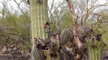 Büyük kaktüs kaktüsü Saguaro Kaktüsü 'nün (Carnegiea dev çayı) Arizona' da, Phoenix yakınlarındaki çölde öldürülmesi.