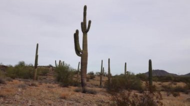 Arizona 'da büyük bir kaktüs mavi gökyüzüne karşı, çöl manzarası. Çölde Saguaro Kaktüsleri (Carnegiea gigantea), ABD