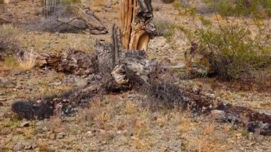 Kaktüsler Arizona çölünde, çevresel endişeler, iklim değişikliği ve anormal hava koşullarında öldü. Kuru sapları çölde ölü Saguaro Kaktüsü (Carnegiea dev çayı)