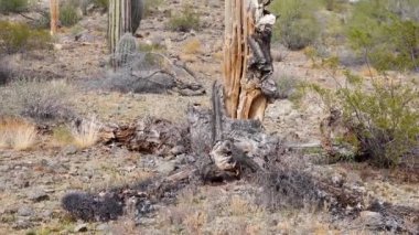 Kaktüsler Arizona çölünde, çevresel endişeler, iklim değişikliği ve anormal hava koşullarında öldü. Kuru sapları çölde ölü Saguaro Kaktüsü (Carnegiea dev çayı)