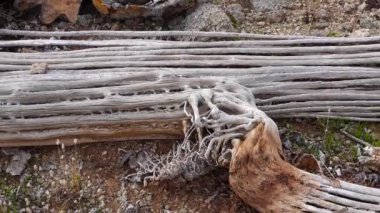 Kaktüsler Arizona çölünde, çevresel endişeler, iklim değişikliği ve anormal hava koşullarında öldü. Kuru sapları çölde ölü Saguaro Kaktüsü (Carnegiea dev çayı)