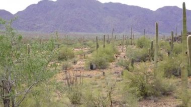 Arizona 'da büyük bir kaktüs mavi gökyüzüne karşı, çöl manzarası. Çölde Saguaro Kaktüsleri (Carnegiea gigantea), ABD